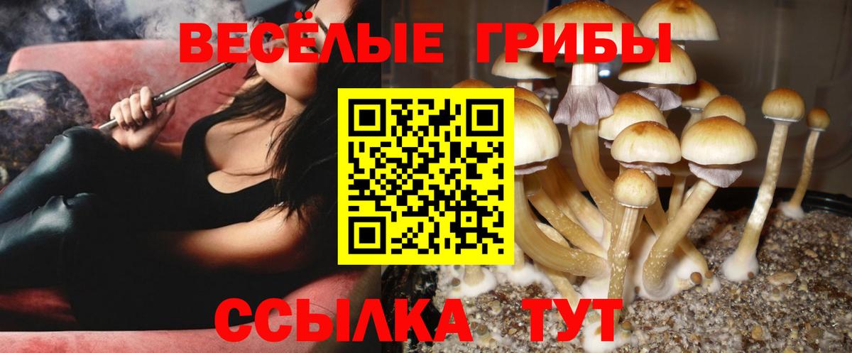 Жуковский  Псилоцибиновые грибы прущие грибы  Вход с VPN 